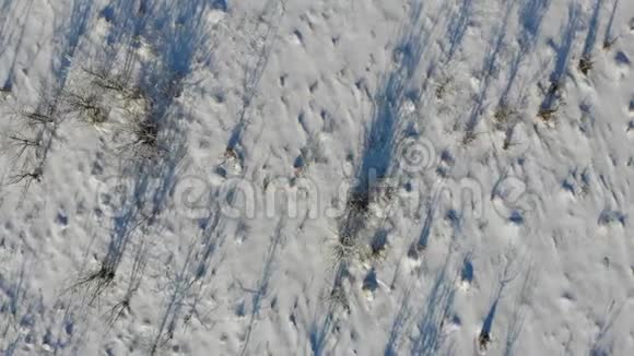土地过度种植灌木和杂草农村地区白雪覆盖的草原空中景色飞行平稳视频的预览图
