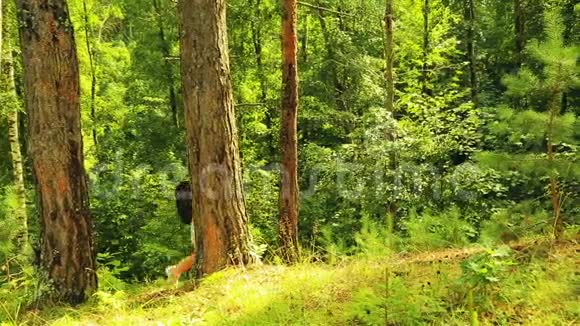 一个背着背包的年轻女子站在森林中央的一座山上视频的预览图