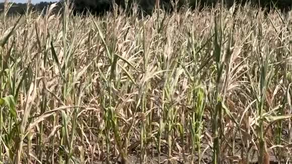 夏季干玉米地视频的预览图