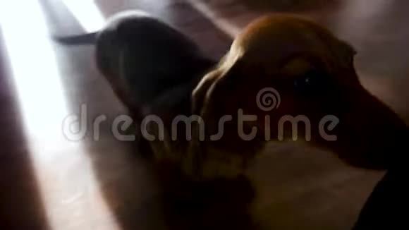 一只快乐的狗可移动的棕色小狗宠物回家迎接客人视频的预览图