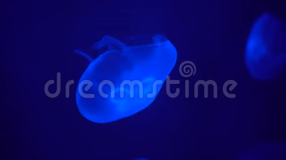 两只发光的水母在霓虹灯下平静地漂浮在深处视频的预览图