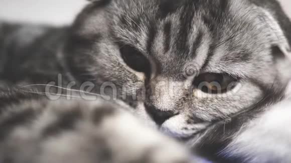 条纹灰猫躺着休息快乐的宠物宠物很漂亮的猫特写视频的预览图