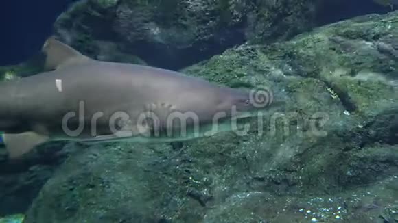灰礁鲨有一个大下巴和强壮的鳍在岩石附近狩猎水下环境中的捕食者视频的预览图