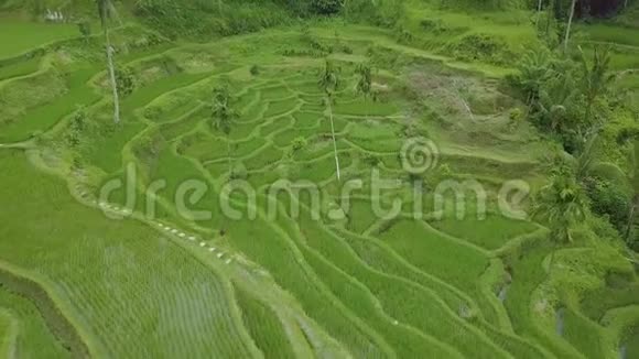 绿色梯田稻田鸟瞰图高山亚村的无人机飞越绿色稻田农业和视频的预览图