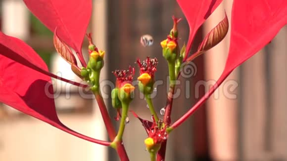 一品红或圣诞灌木花上的淡水滴视频的预览图