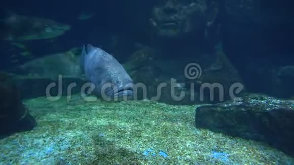 大灰鱼圆圆的眼睛和大嘴巴游过海底的石底视频的预览图