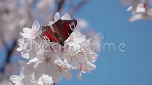 蝴蝶对樱花花视频的预览图