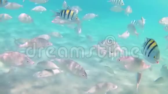 在阳光明媚的日子里红海的各种条纹鱼在蓝色清澈的海水中游泳慢速运动标准运动时间推移视频的预览图