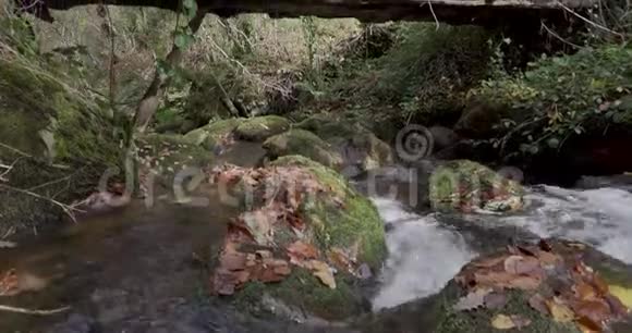 向上移动从一条河开始停下来看到一条河的老木桥的顶部周围是一片绿色的森林视频的预览图