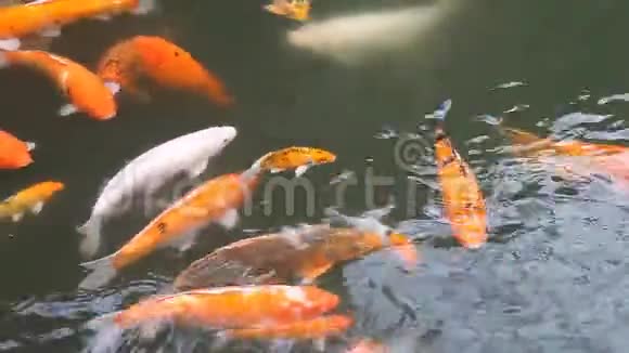 亚洲金鱼锦鲤视频的预览图
