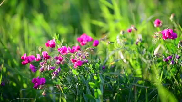 俄罗斯美丽的草地与粉红色的花朵支离破碎视频的预览图