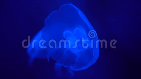 月亮水母Aureliaaurita在蓝色霓虹灯下发光透明水母特写视频的预览图