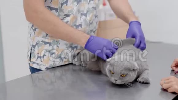 男兽医摸着灰猫摸着她的头发和腹部动物站在金属桌上视频的预览图