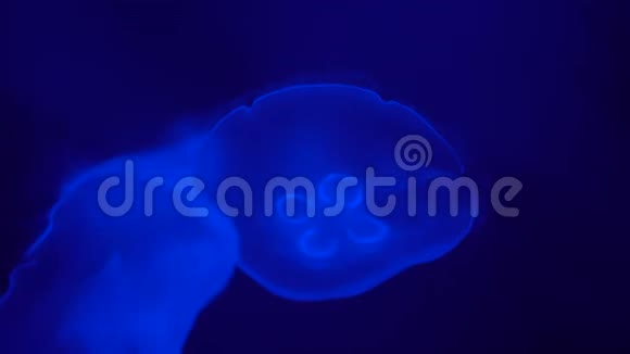 两只水母在蓝色的海水中优雅地缓慢地游动视频的预览图