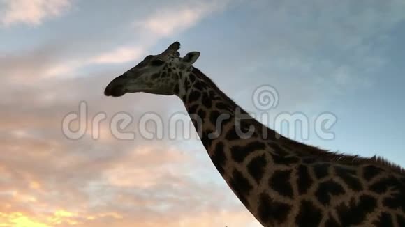 一只非洲长颈鹿在保护区的狩猎特写视频的预览图