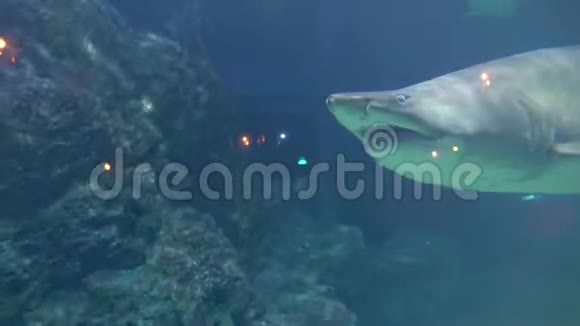 一条大鲨鱼在海底的珊瑚中游泳海洋馆里愤怒好斗的动物视频的预览图