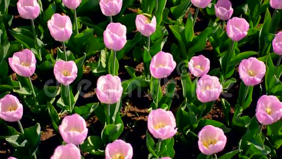 阳光明媚的一天草坪上美丽的紫郁金香花视频的预览图