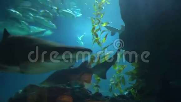 一条长着锋利牙齿的大鲨鱼在深海中游过小鱼视频的预览图