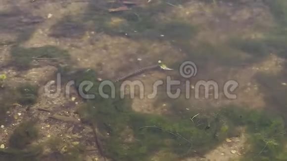 欧洲的草蛇Natrixnatrix在靠近海岸的水中抓鱼视频的预览图