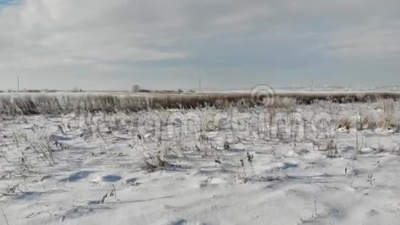 有干燥植物和杂草的雪原大自然在冬天乡村平稳地飞越陆地视频的预览图