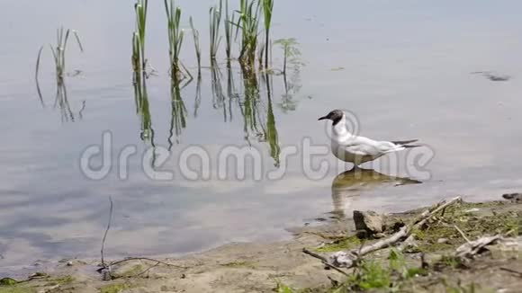 黑头海鸥在湖岸附近散步成年夏季羽毛特写视频的预览图