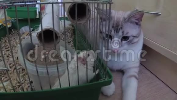 一只猫在笼子里玩老鼠视频的预览图