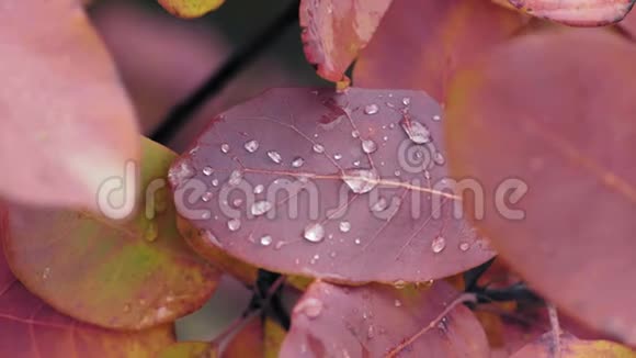 秋林雨后带水滴的红叶视频的预览图