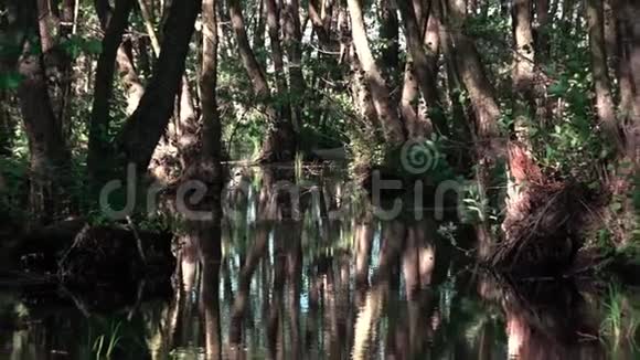 沼泽泥潭中的蚊子天堂光影的玩法视频的预览图