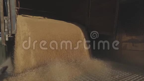 把小麦装入筒仓大量小麦从卡车卸到仓库视频的预览图