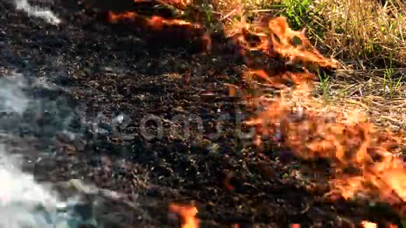 火中燃烧的草灰视频的预览图