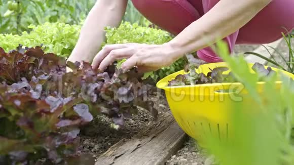 在有机家庭菜园里摘绿色植物的女性手视频的预览图