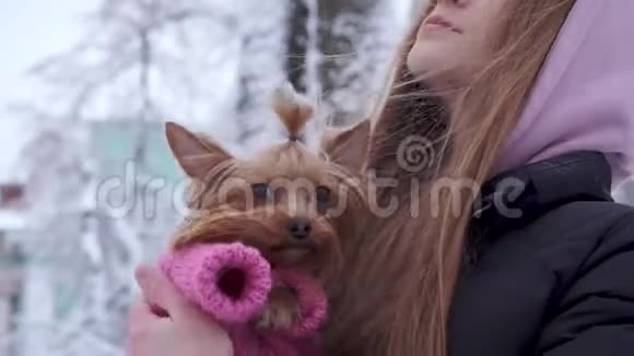 一位美丽的少女长发挽着一只穿着羊毛衫手牵着狗的约克郡猎犬视频的预览图