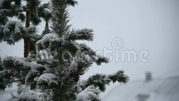 屋顶的房子在冬天降雪在针叶林柔和的白雪皑皑的圣诞节早晨下着大雪视频的预览图