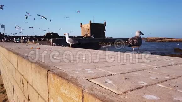 著名的埃萨乌伊拉堡剪影与日落天空背景在摩洛哥飞行海鸥4k视频的预览图