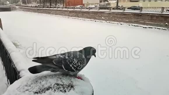 鸽子从圣彼得堡的雪堤上起飞雪花正在落下慢速视频视频的预览图