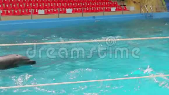 训练海豚游泳视频的预览图