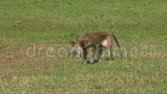 猴子带着一只幼崽在草地上阳光明媚的一天泰国视频的预览图