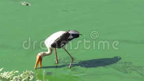 火烈鸟白天在湖里寻找食物视频的预览图