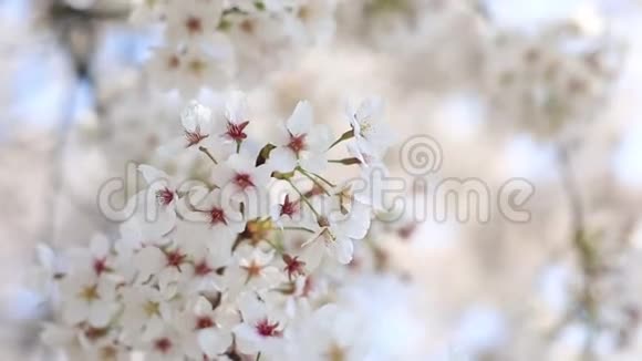 樱花带柔风正吹花背景视频的预览图
