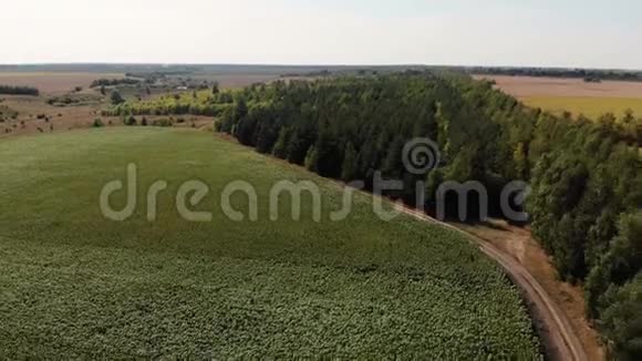 美丽的农业景观绿色的田野玉米视频的预览图