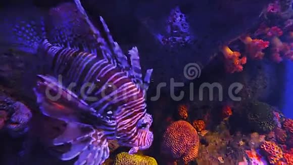 印度和印度太平洋热带海洋和印度洋深海暗珊瑚礁中的鱼或狮子鱼高清视频视频的预览图
