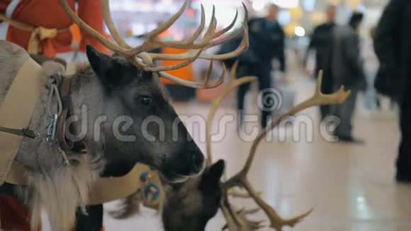 圣诞老人和驯鹿在机场视频的预览图
