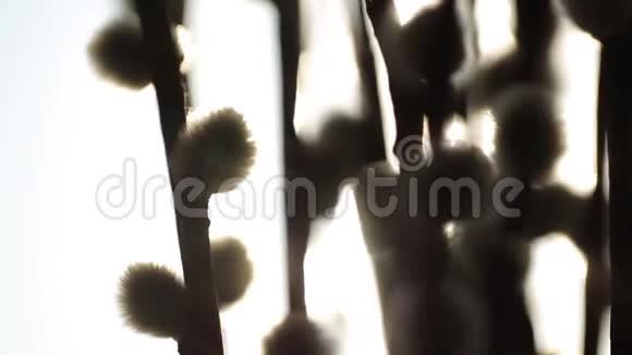 阳光下的韦尔巴树在桌子上视频的预览图