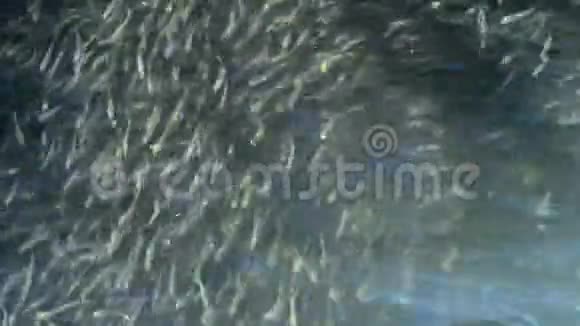 水蛇猎小鱼一群小鱼大规模的沙子嗅到了黑海的奥瑟丽娜博耶里视频的预览图