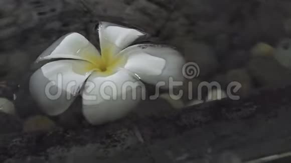 白梅花漂浮在清澈的水夏池塘里关闭花园池塘水中的佛兰吉帕尼花视频的预览图