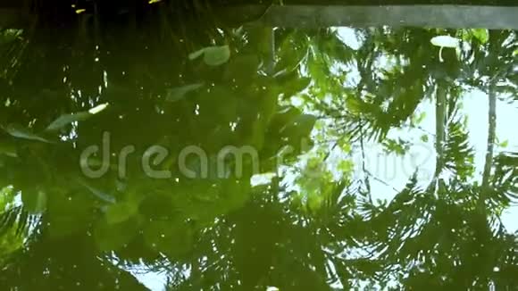 在池塘里游泳的金鱼镜鲤或锦鲤在水族馆里游泳的鱼有池塘的花园和游泳的鱼视频的预览图