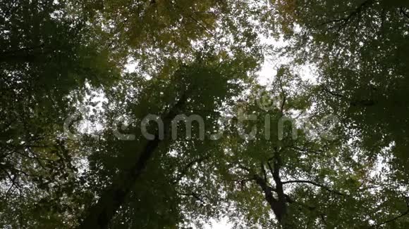 从森林的树上掉下来的叶子视频的预览图