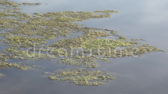 泥池塘水面绿浮水藻生长在水面的绿色杂草使水变酸视频的预览图