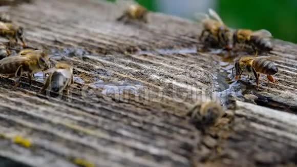 蜜蜂在春天喝水动物和水视频的预览图