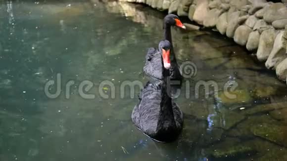 两只美丽的黑天鹅一起在平静的装饰池塘里游泳视频的预览图
